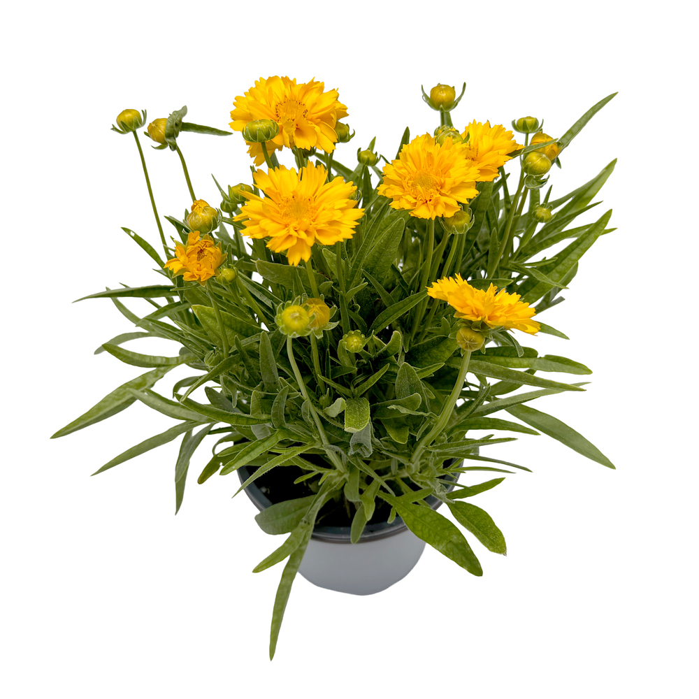 Coreopsis grandiflora