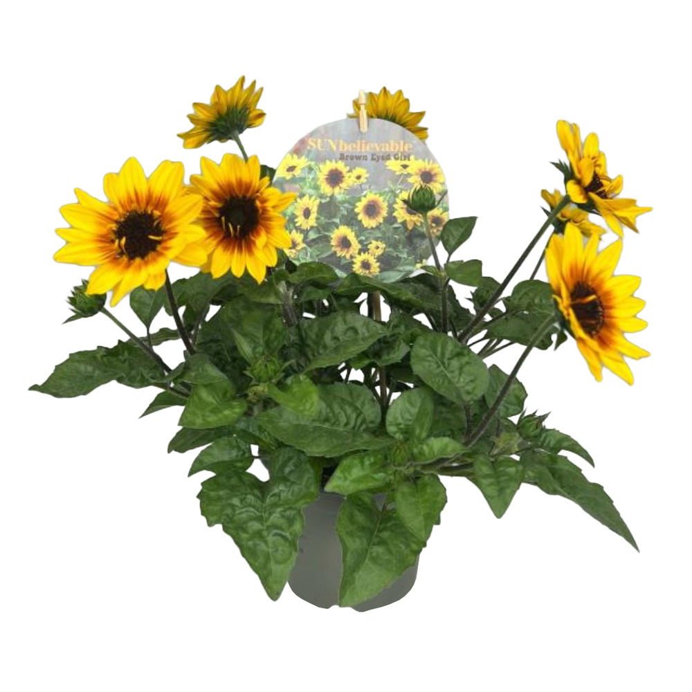 Helianthus annuus sunbelievable