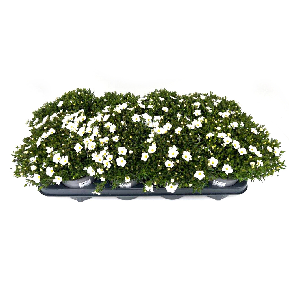 Arenaria montana