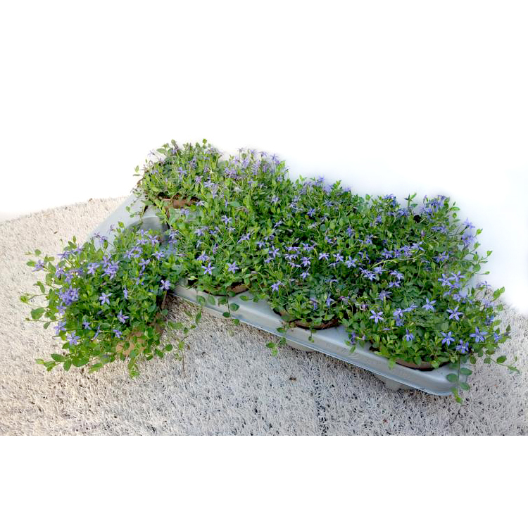 Isotoma fluviatilis dark blue