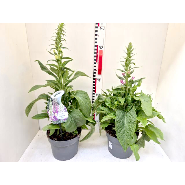 Digitalis purpurea