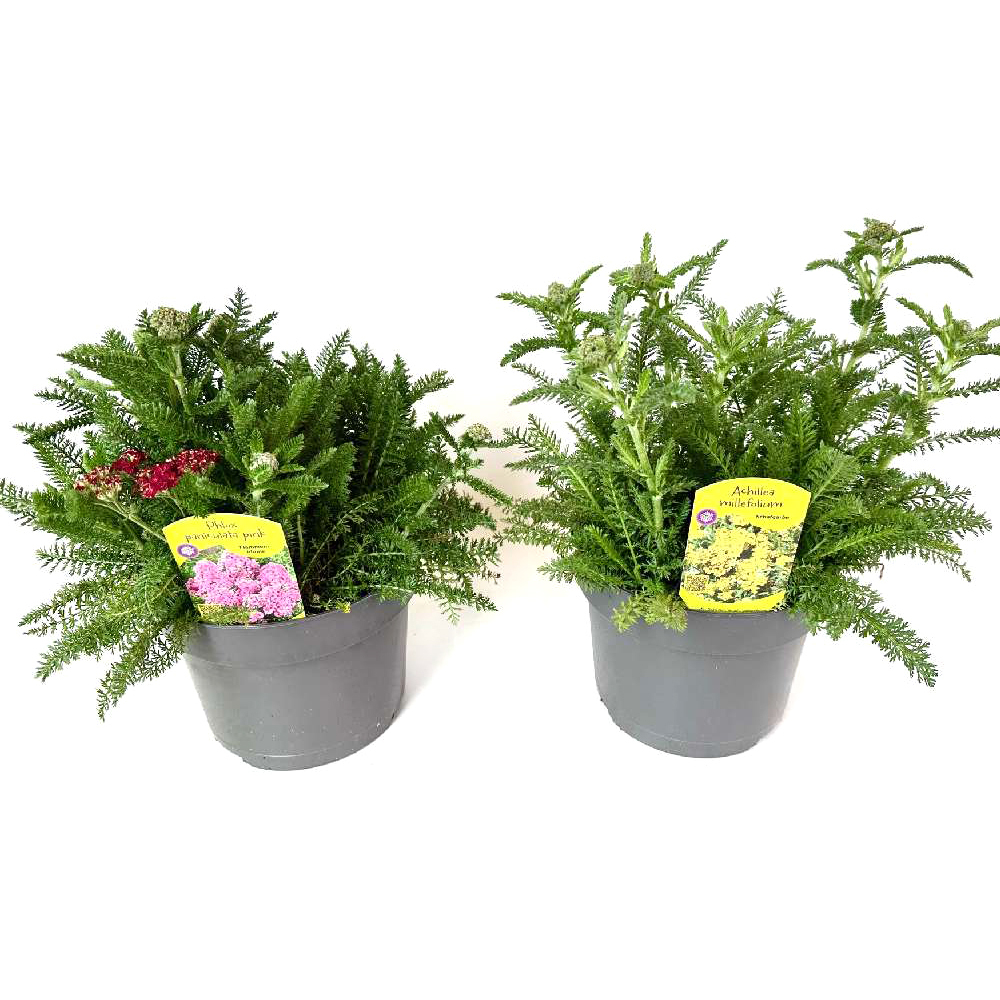 Achillea millefolium