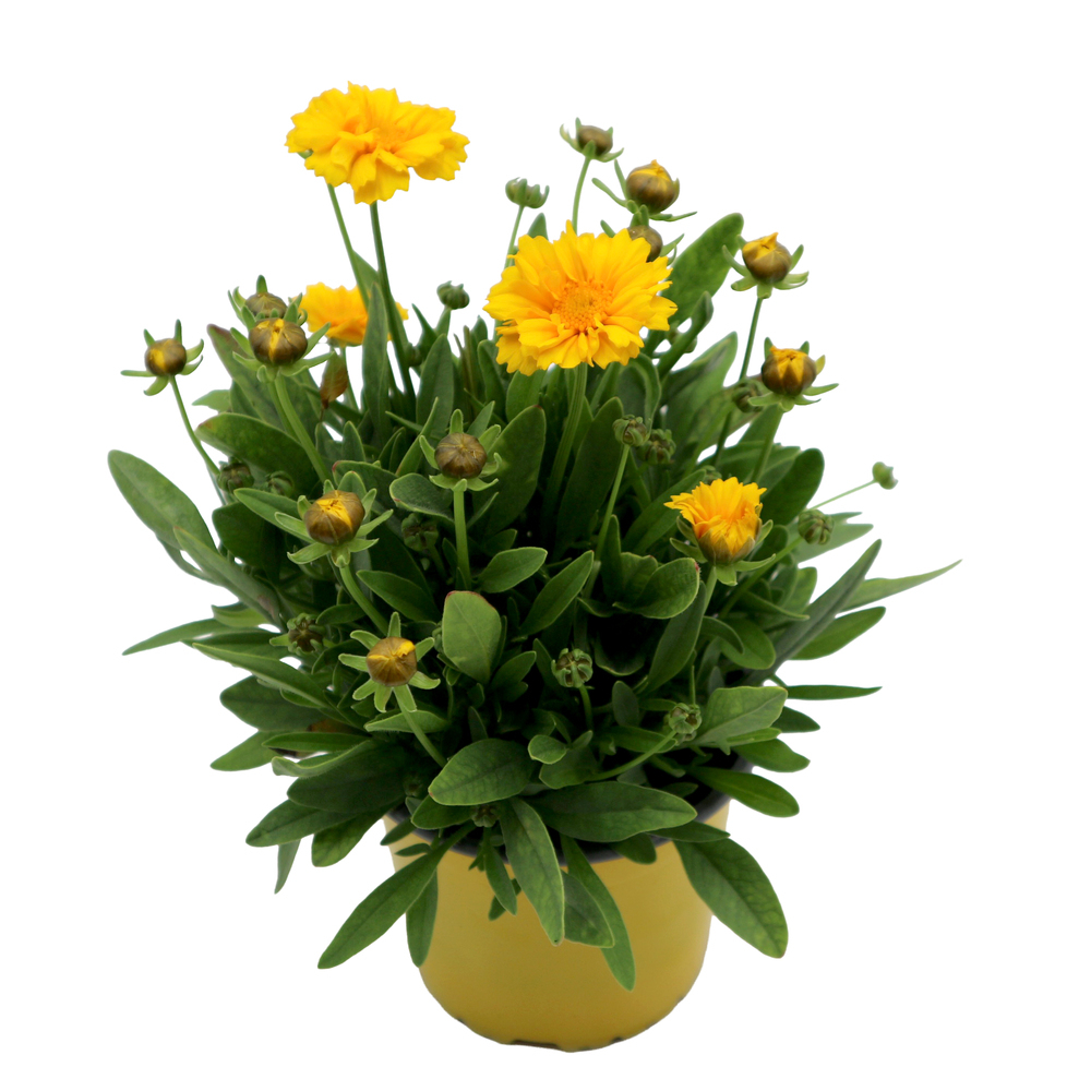 Coreopsis