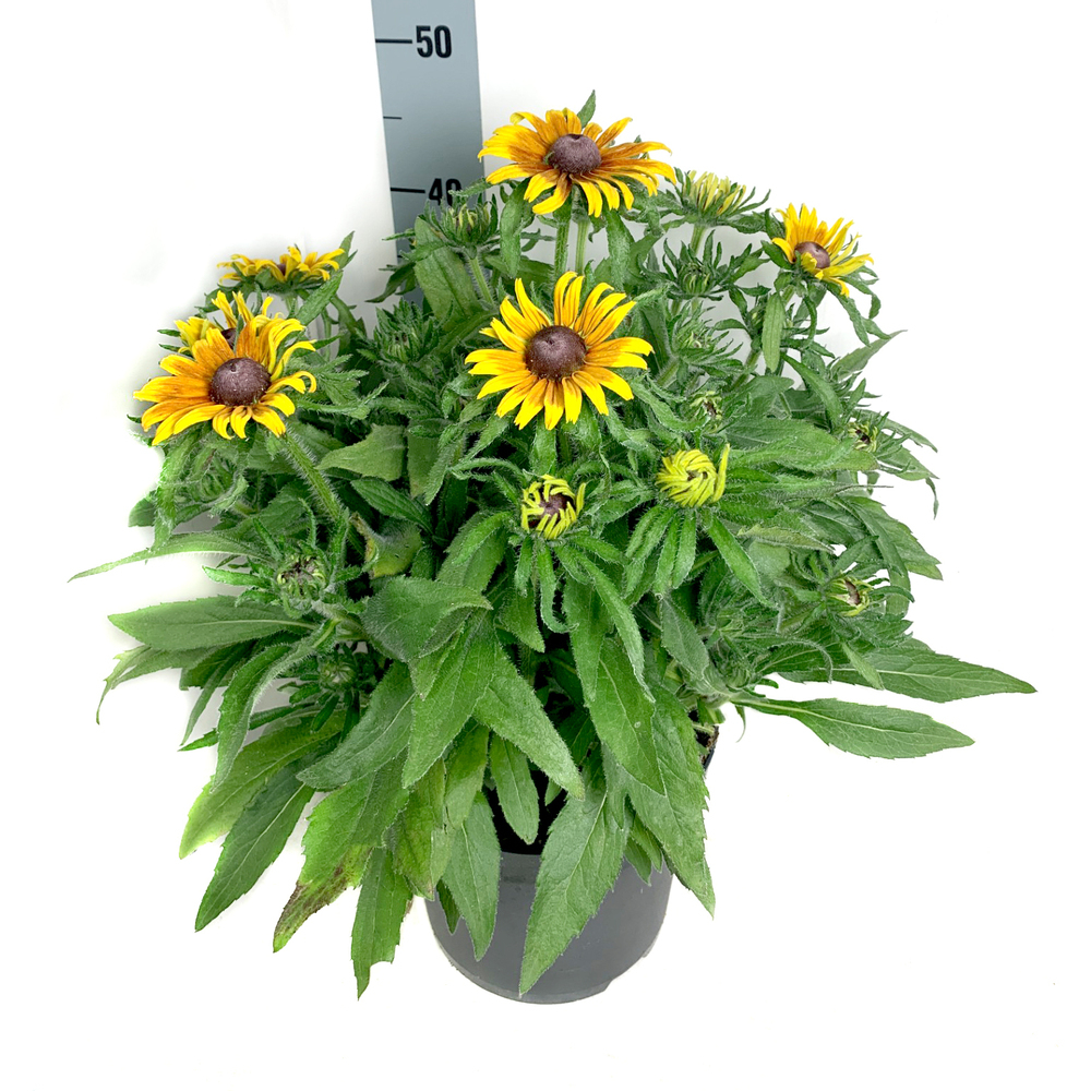 Rudbeckia hirta smileyz