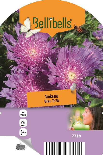Stokesia