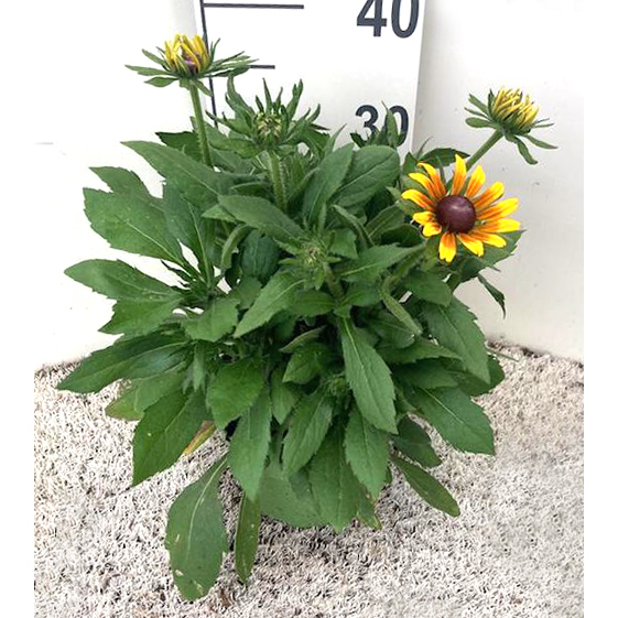 Rudbeckia star of life