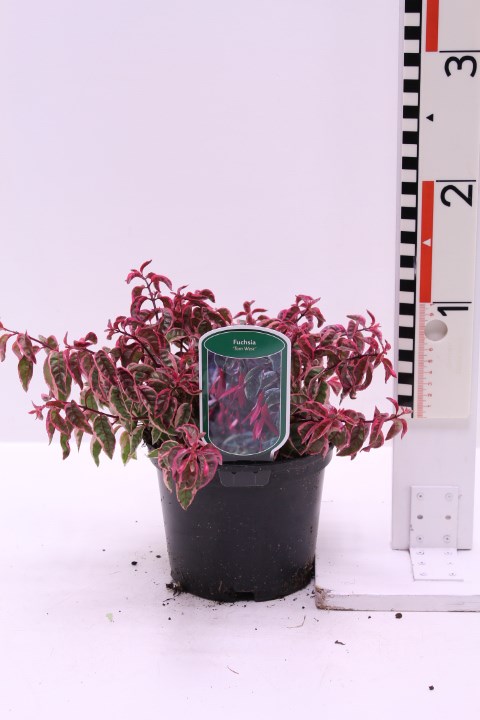 Fuchsia