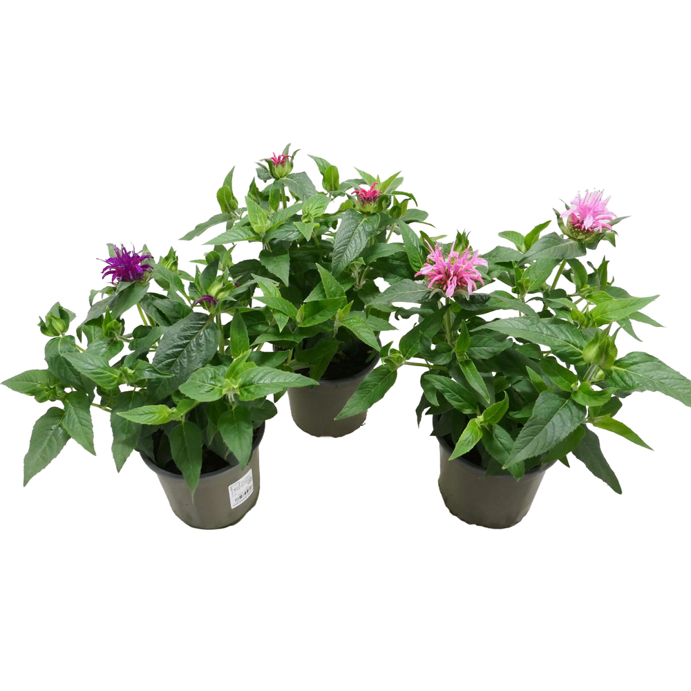 Monarda didyma