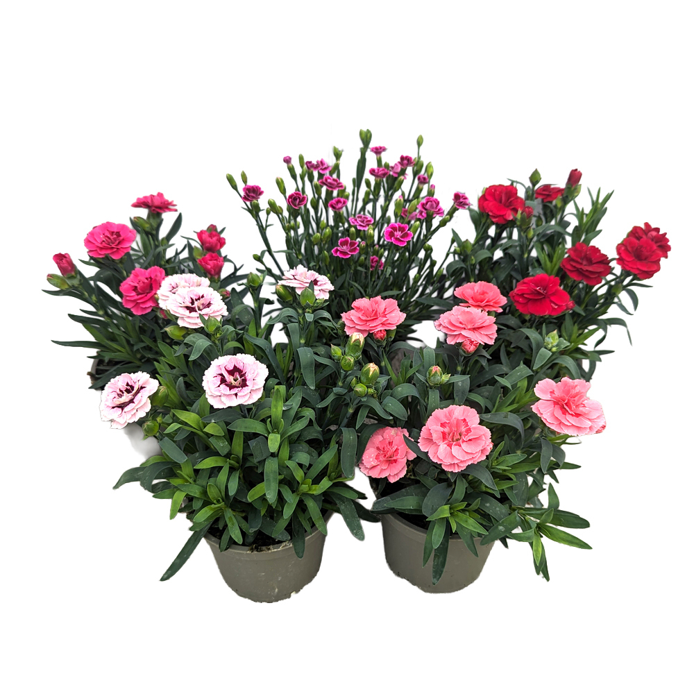 Dianthus caryophyllus oscar