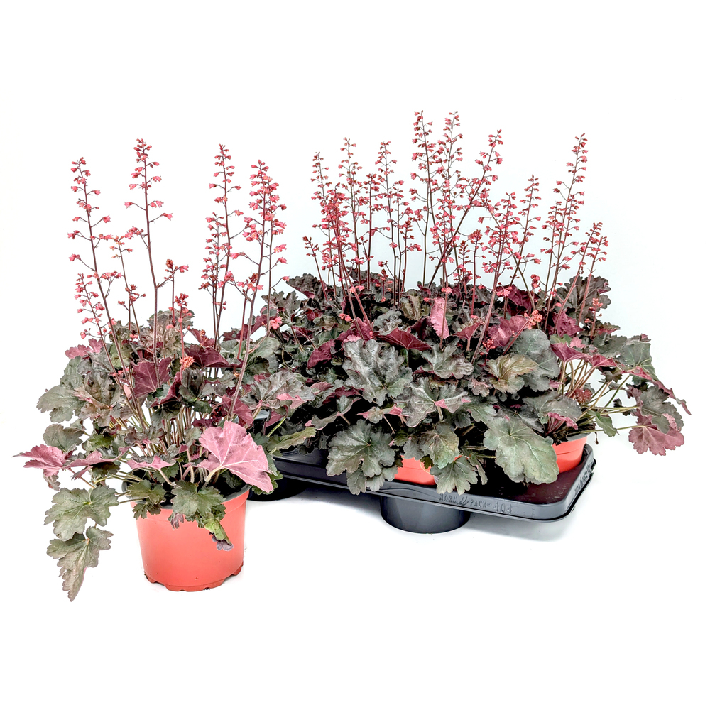 Heuchera villosa hip hip hooray