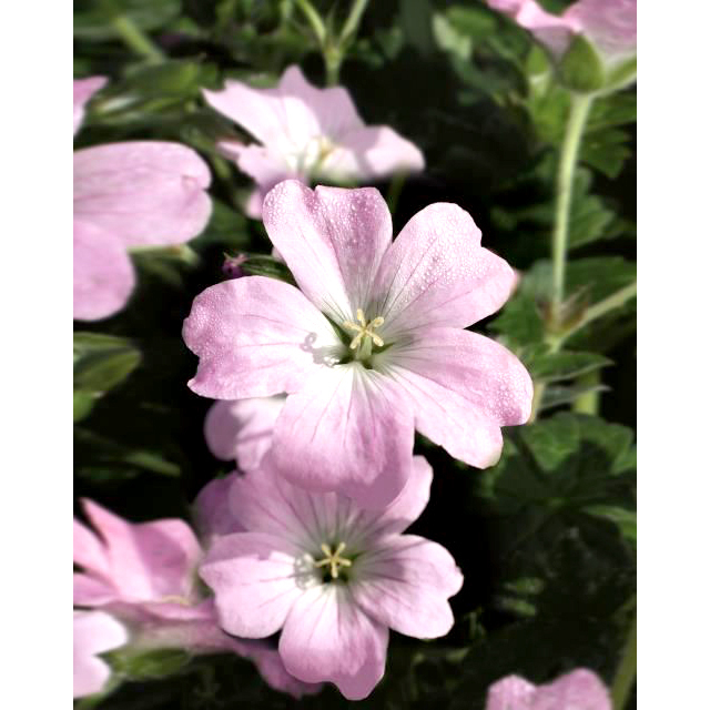 Geranium dreamland