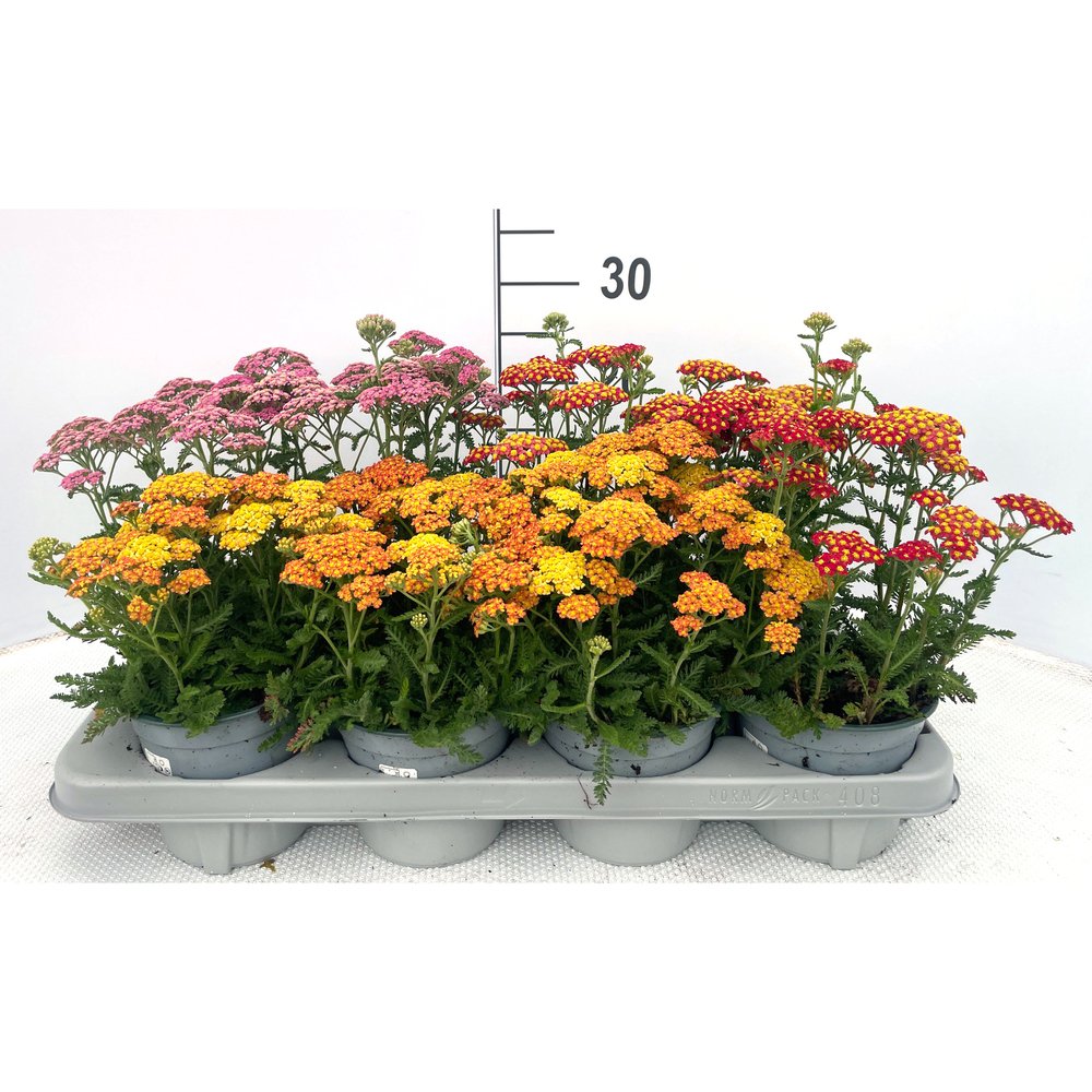 Achillea millefolium milly rock