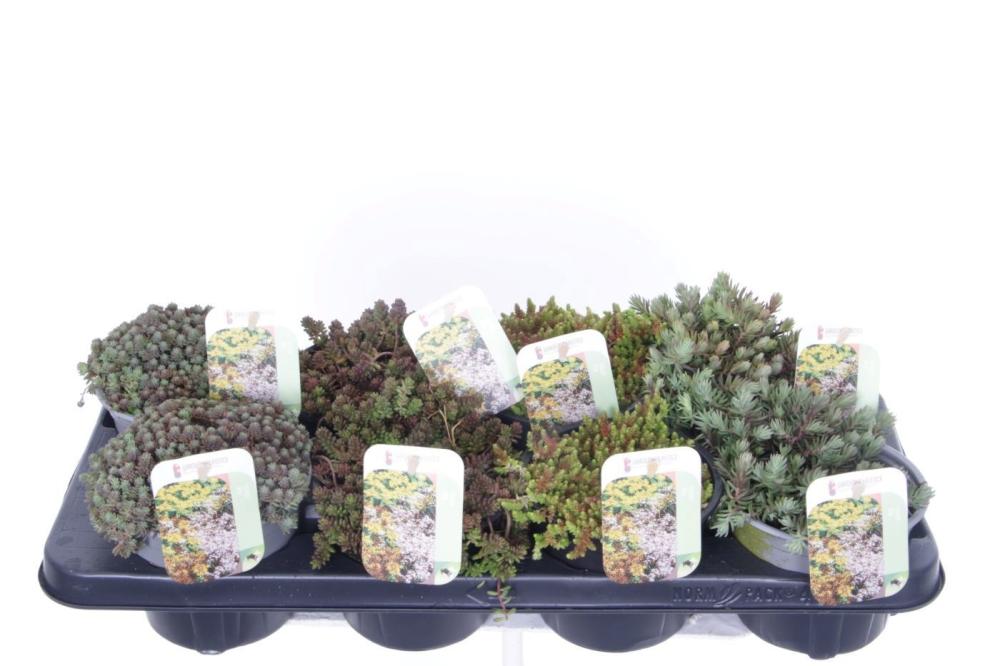 sedum