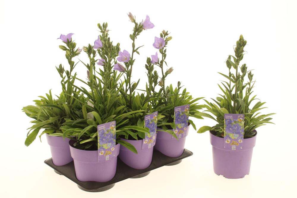 campanula