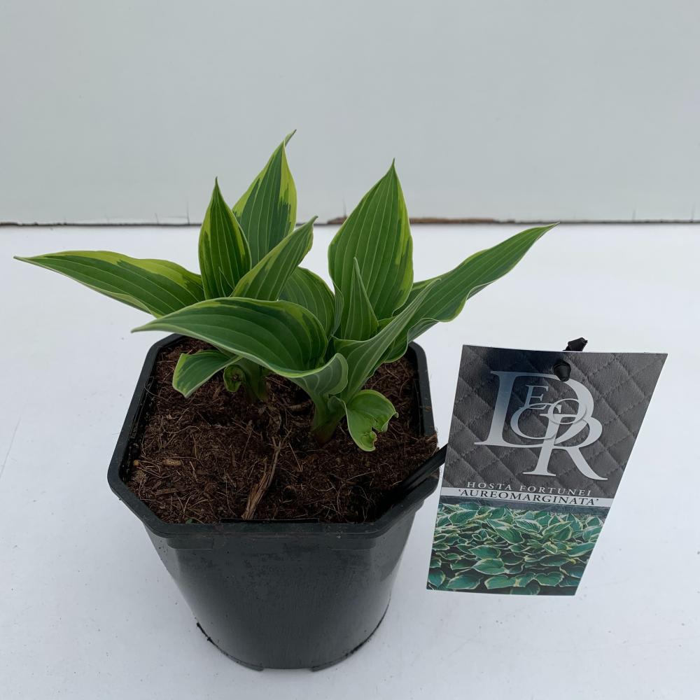 hosta
