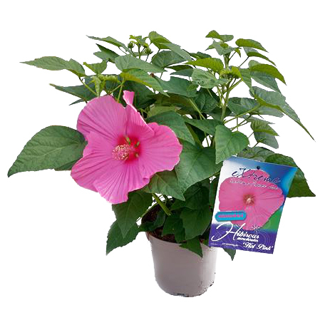 Hibiscus moscheutos extreme hot pink