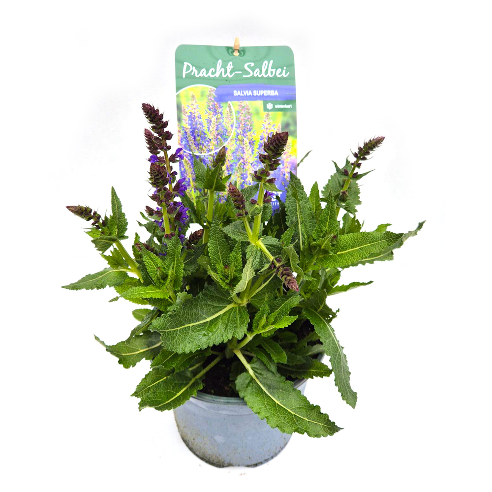 Salvia superba april night