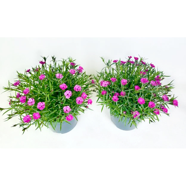 dianthus caryophyllus