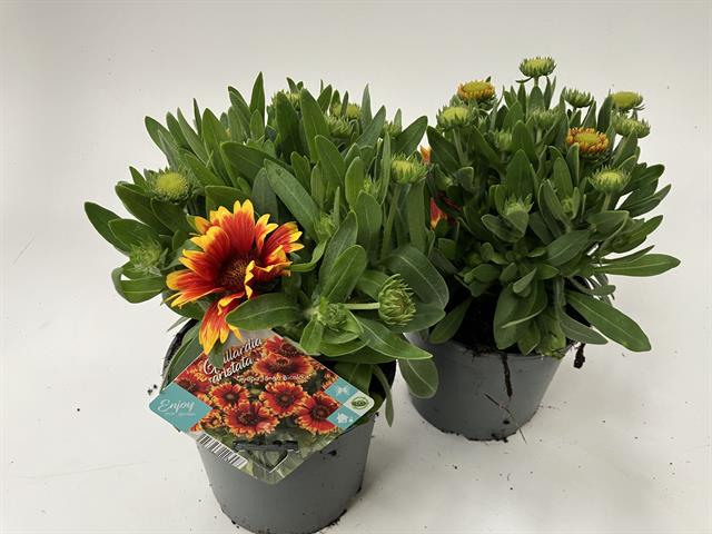 Gaillardia