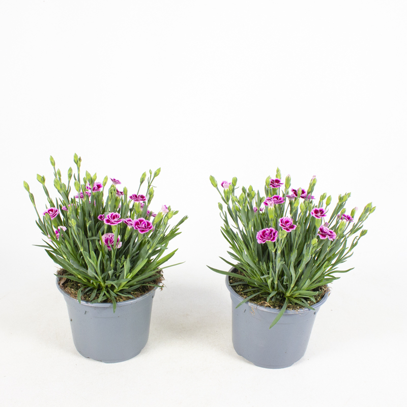 dianthus caryophyllus pink kisses