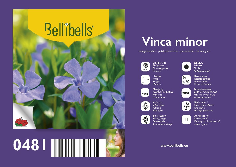 Vinca