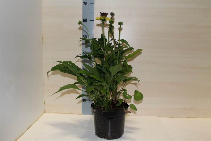 Echinacea
