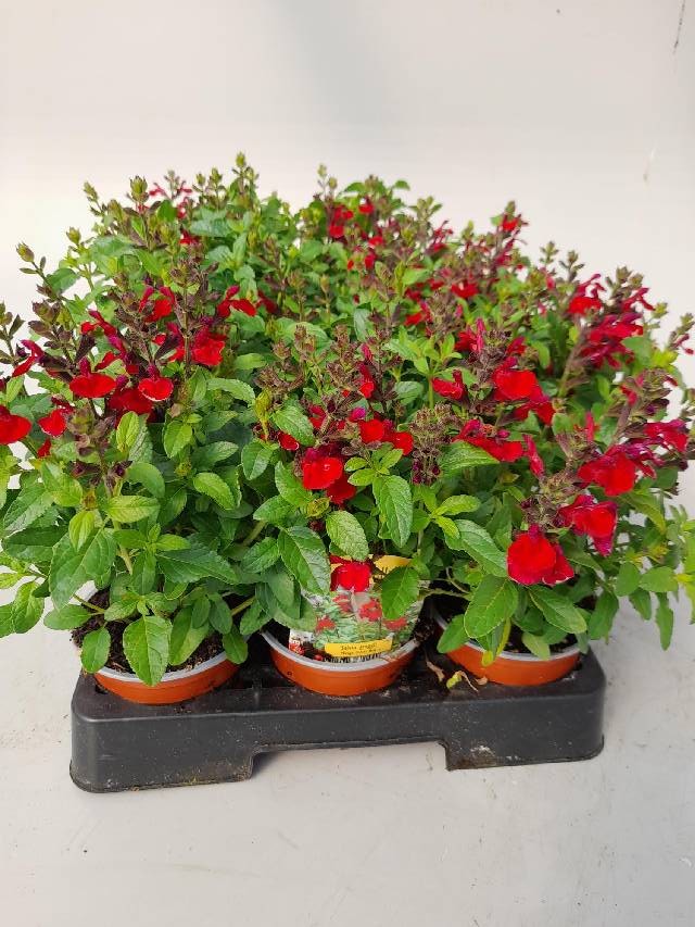 salvia