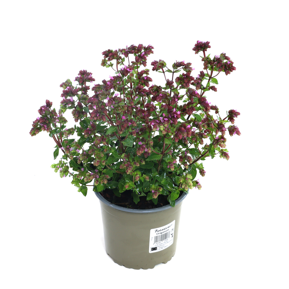 Origanum deco purple