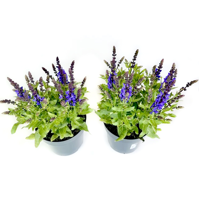Salvia nemorosa trio