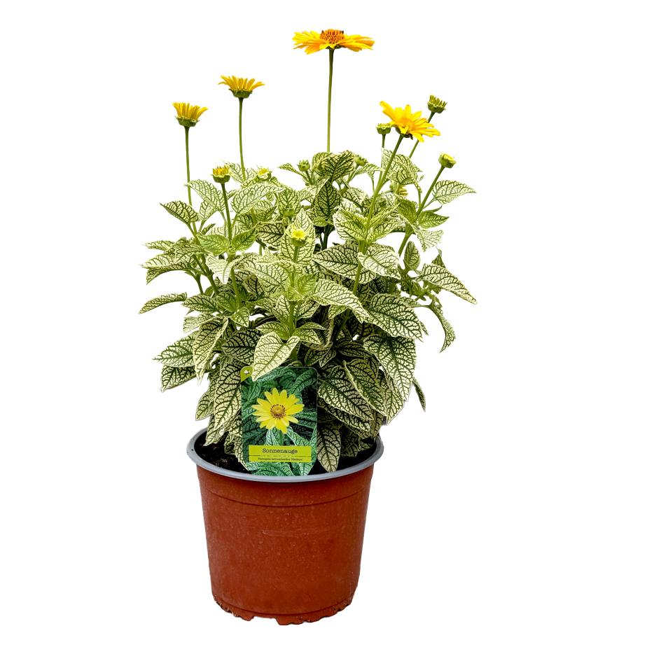 Heliopsis helianthoides helikon