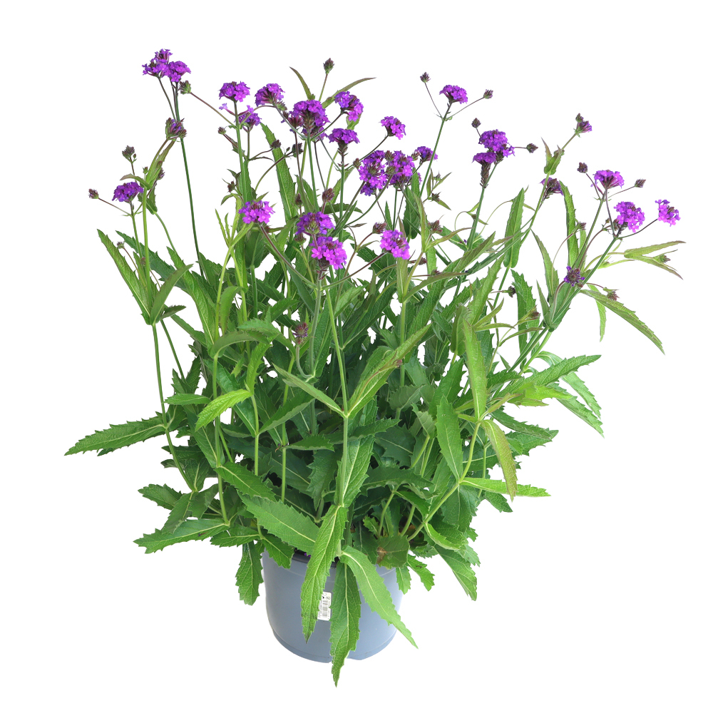 Verbena rigida venosa