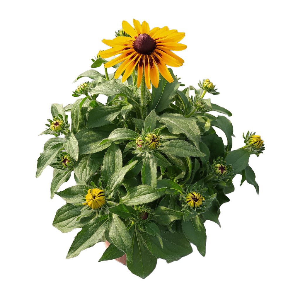 Rudbeckia hirta