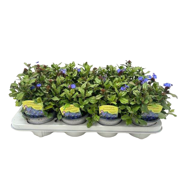 Ceratostigma