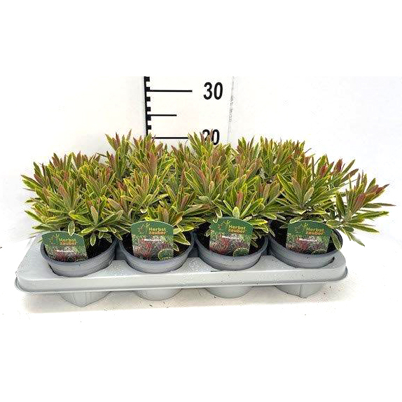 Euphorbia amygdaloides ascot rainbow