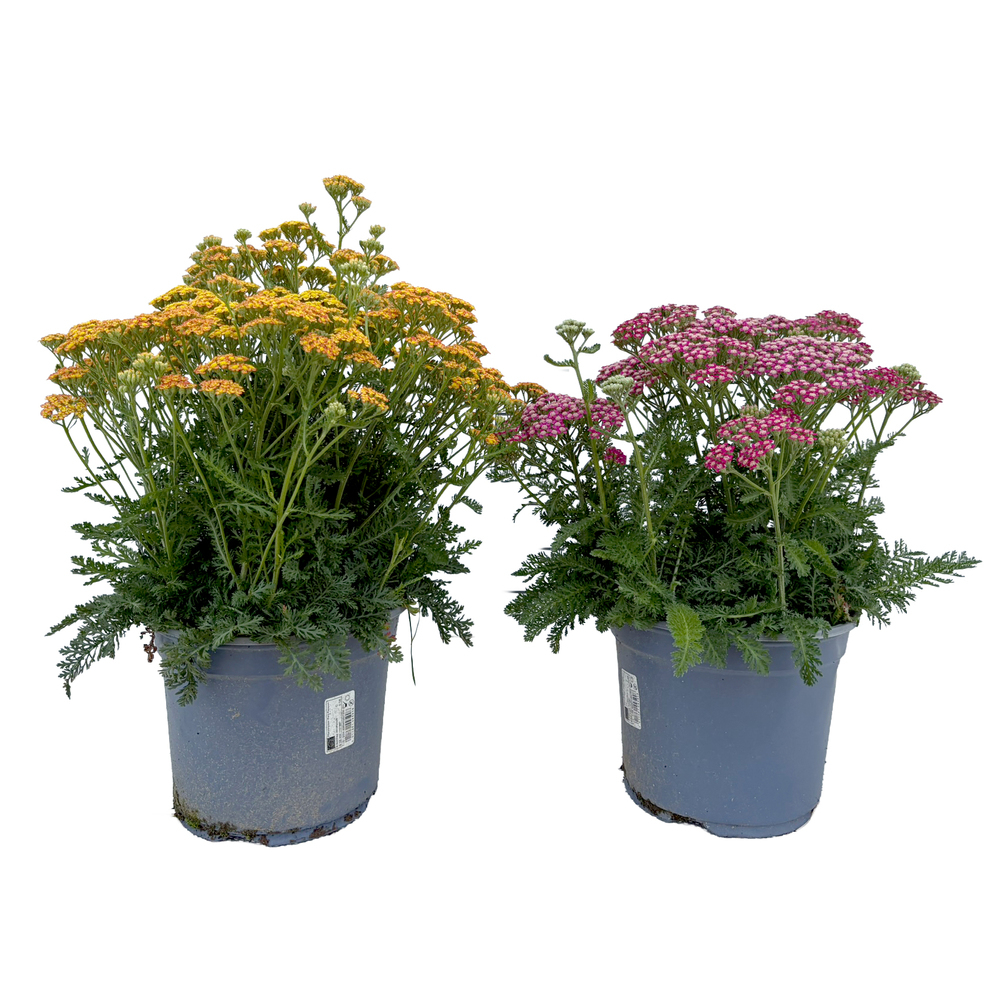 Achillea millefolium milly rock