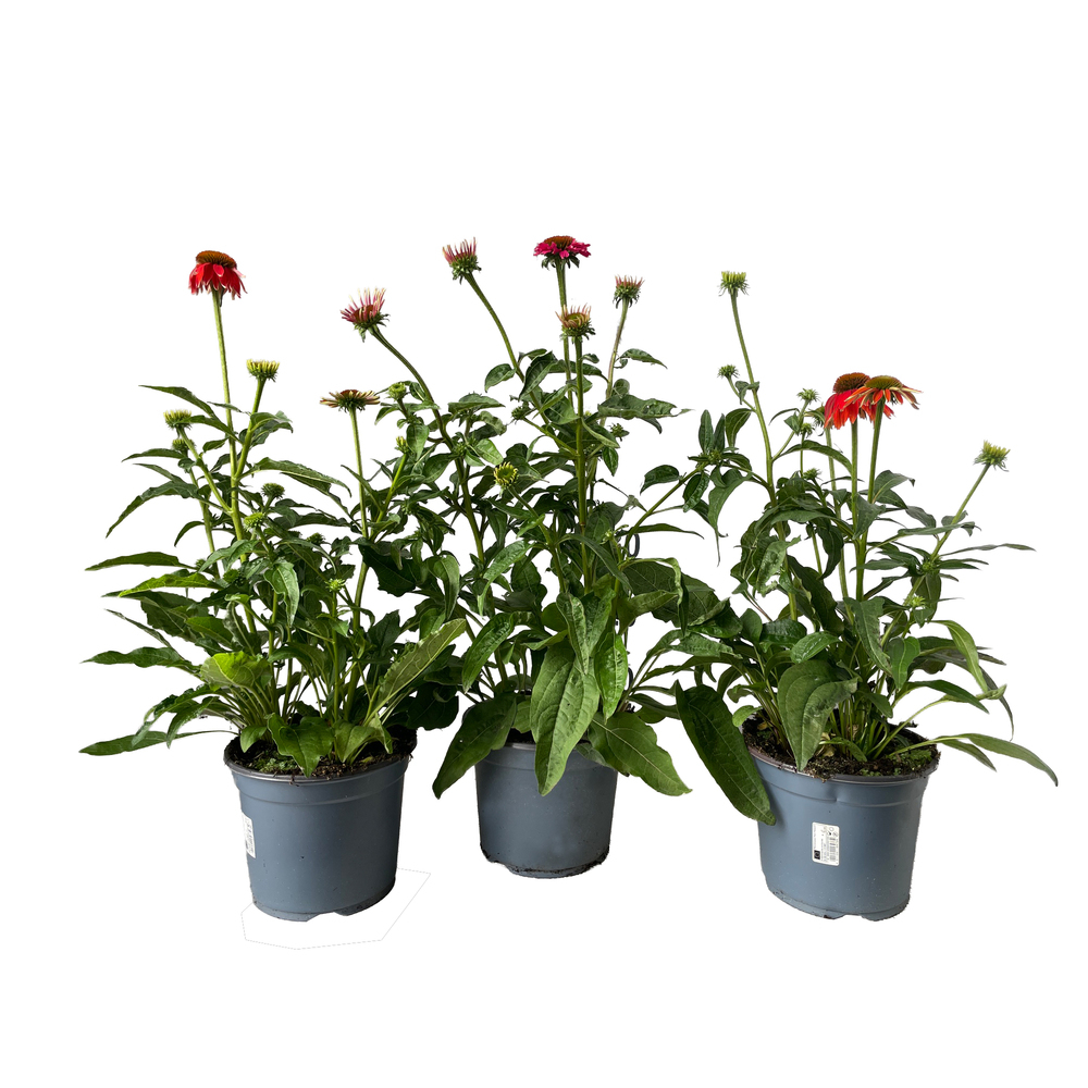 Echinacea purpurea lakota