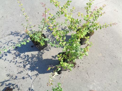 Symphoricarpos