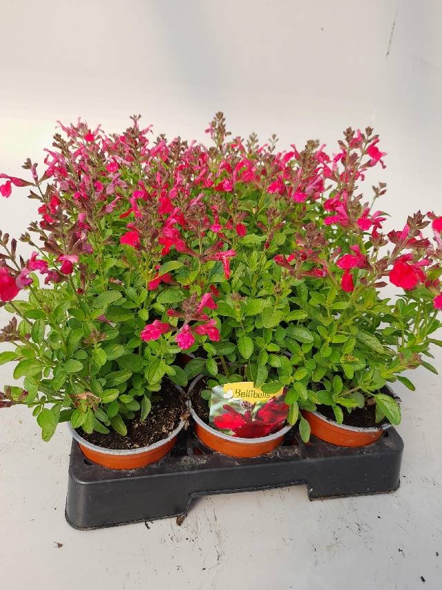 salvia