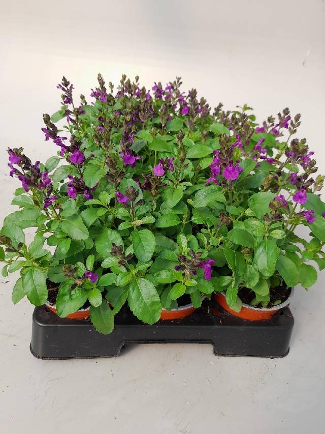 salvia