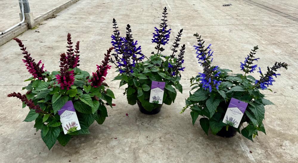 salvia