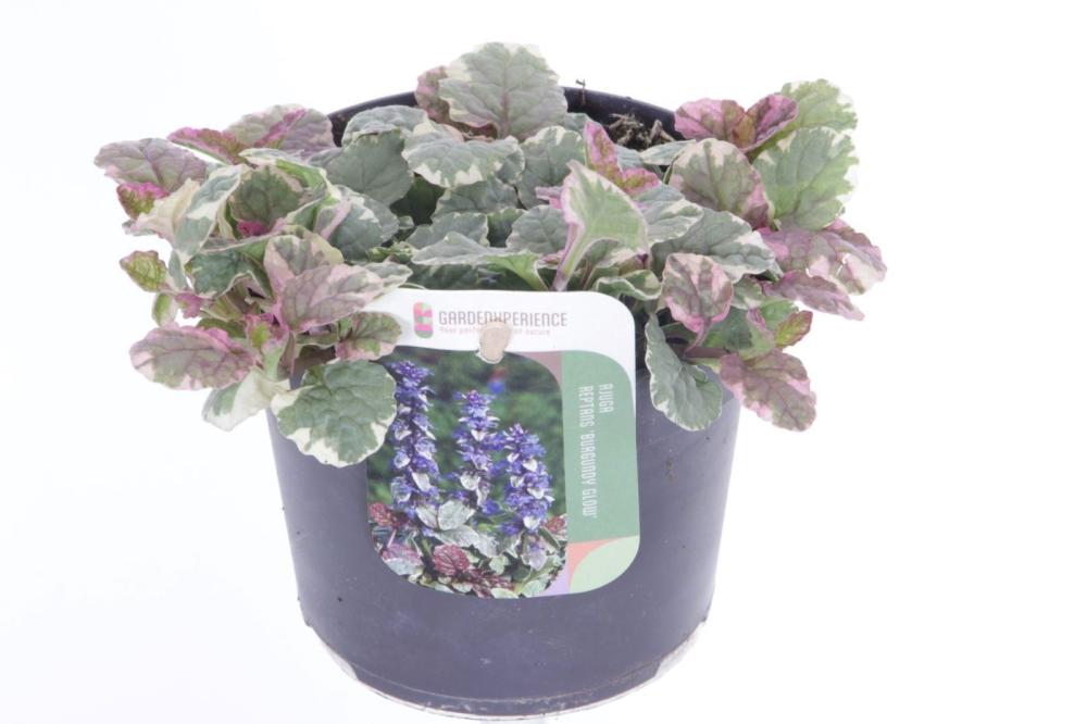 Ajuga
