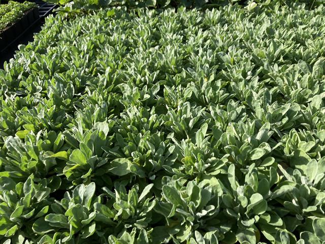 Alyssum