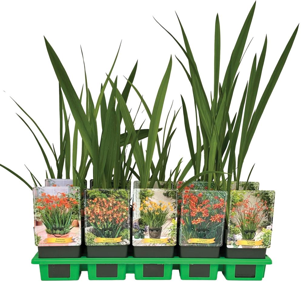 Crocosmia
