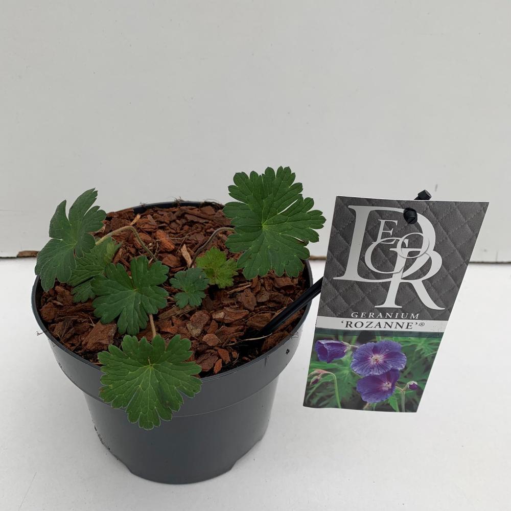 Geranium