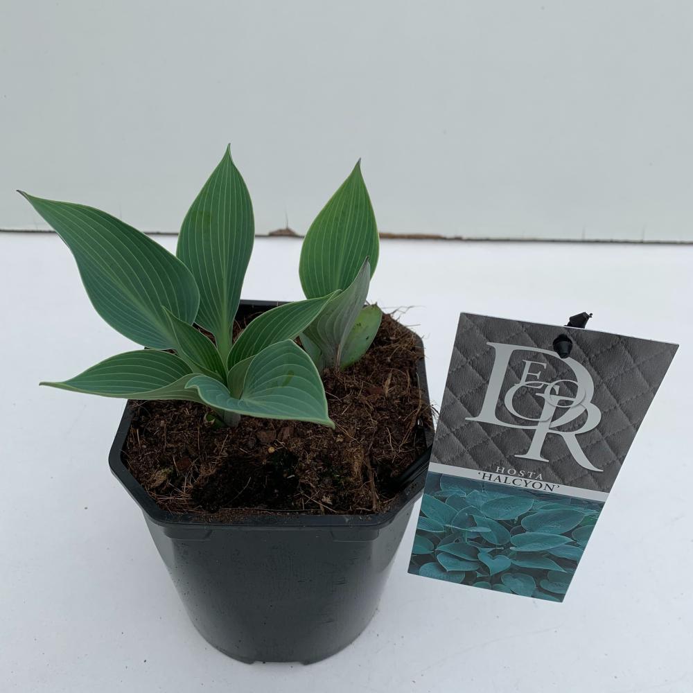 hosta