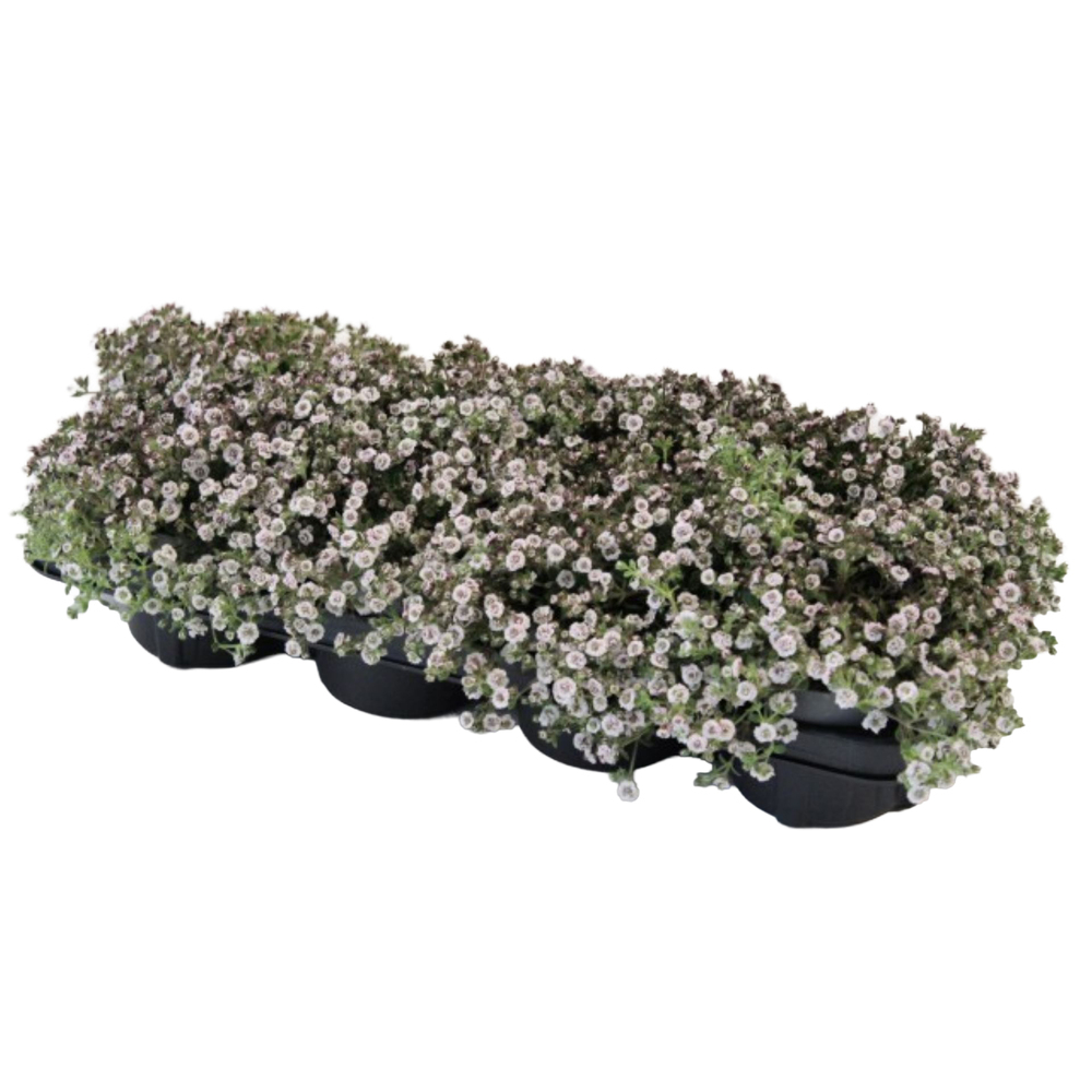 Gypsophila creatoides plena white