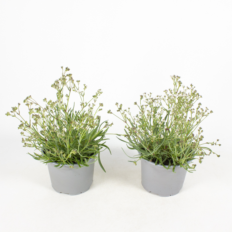 Gypsophila fastigiata