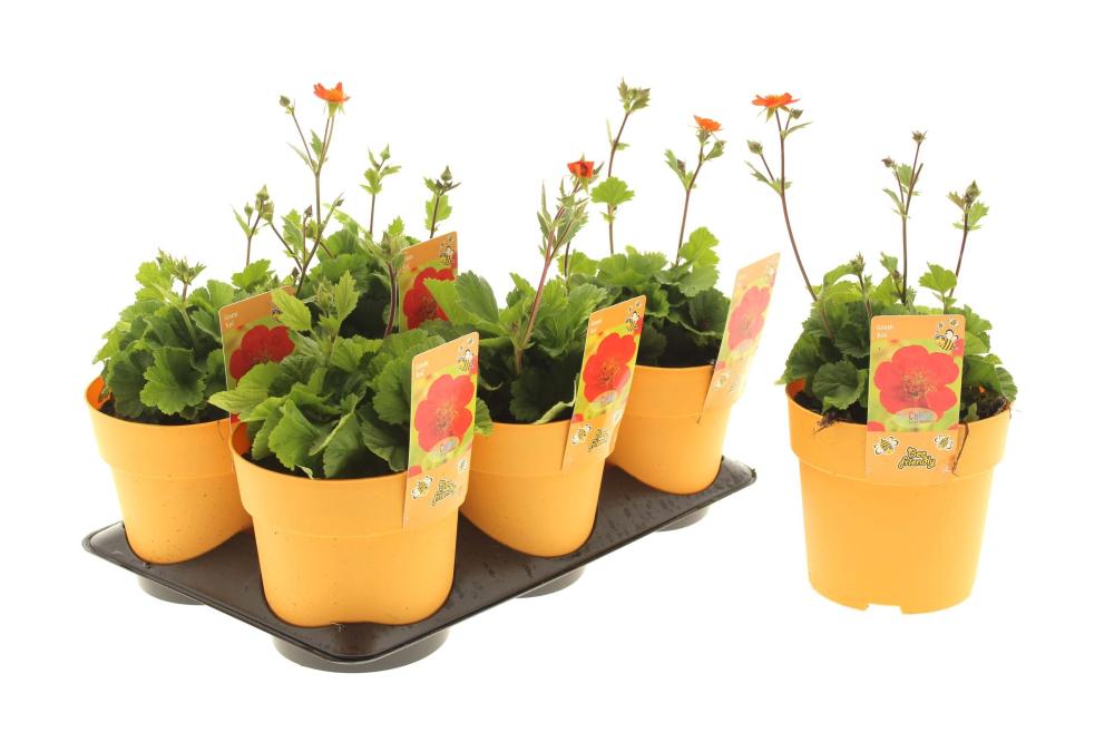 Geum