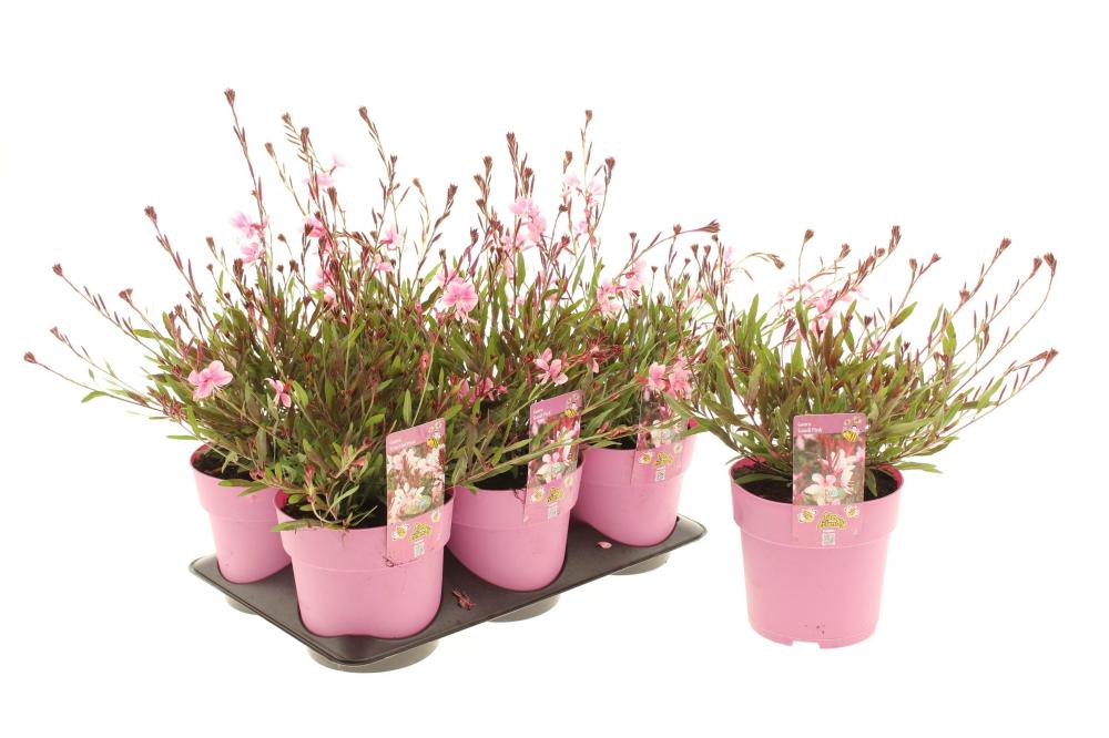 Gaura