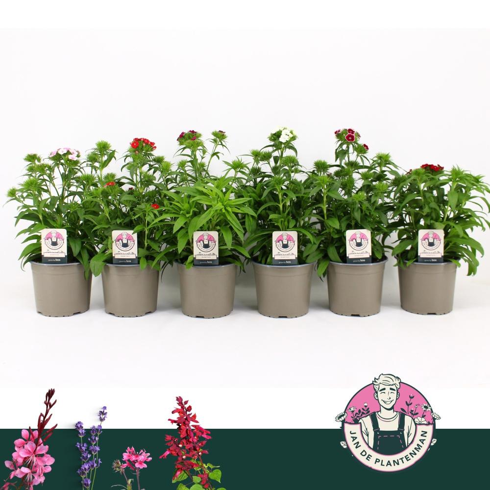 Dianthus
